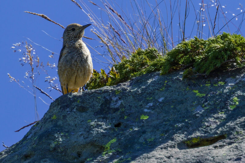 Monticole merle-de-roche femelle